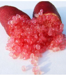 Microcitrus australasica red stromček